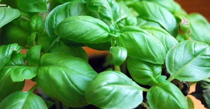 How to Deal with Brown Spots on Basil