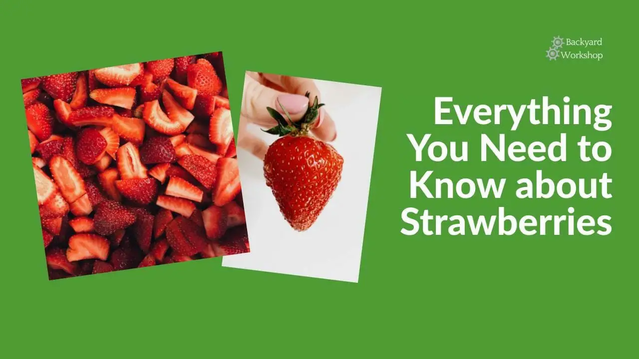 Strawberry Facts