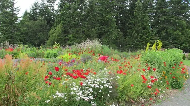 How to Get Rid of Weeds in the Garden