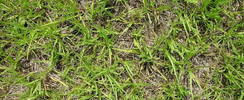 Bahia Grass