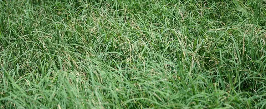 Bermuda Grass