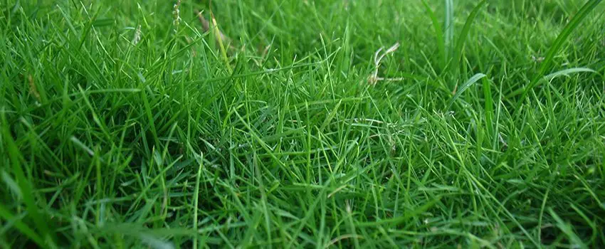 Carpet Grass