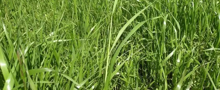 Most Common Types of Grasses found in America