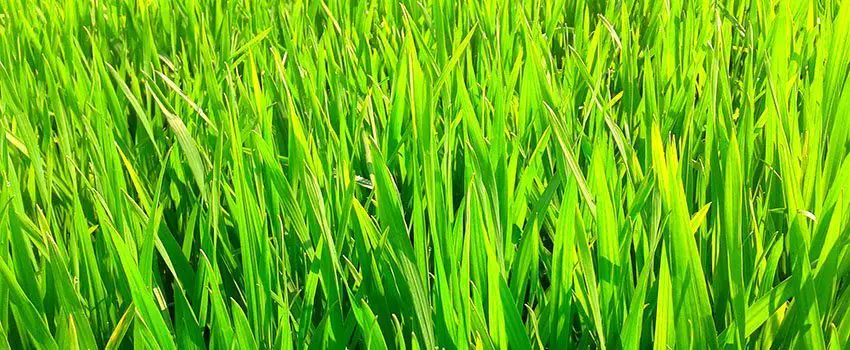 Wheat Grass