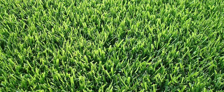 Zoysia Grass