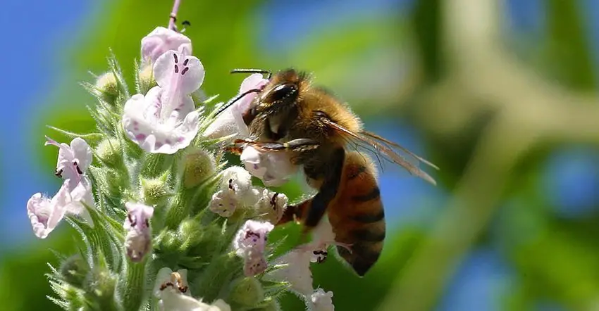 Bees and their nectar