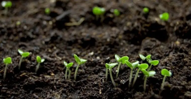 Exploring the Methods Which Will Make the Garden Look More Bloomed