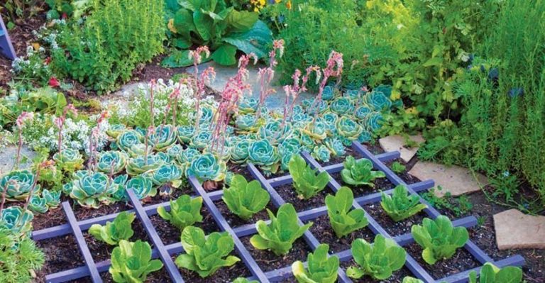 Some Good Methods which can be Useful for Organic Gardening
