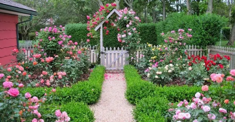 Suitable Ways to Grow a Great Rose Garden