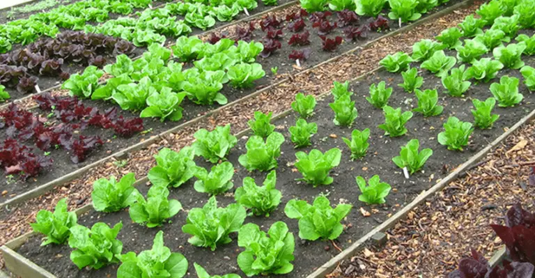 Tips on Growing a Healthy Organic Garden