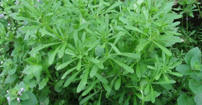 Weeds and wild plants