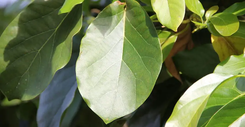 Brown Spots on Avocado Leaves