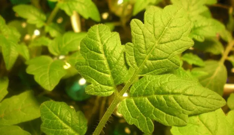 How to Deal with Brown Spots on Tomato Leaves