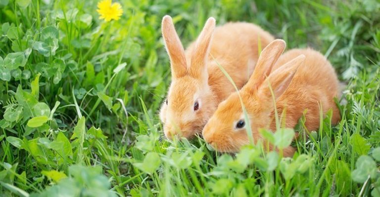 How to Keep Rabbits Out of Your Garden