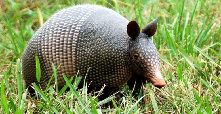 How to Get Rid of Armadillos – The Destructive Animal