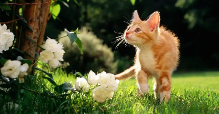 How to Keep Cats Out of Your Garden – Some Natural & High Tech Ways