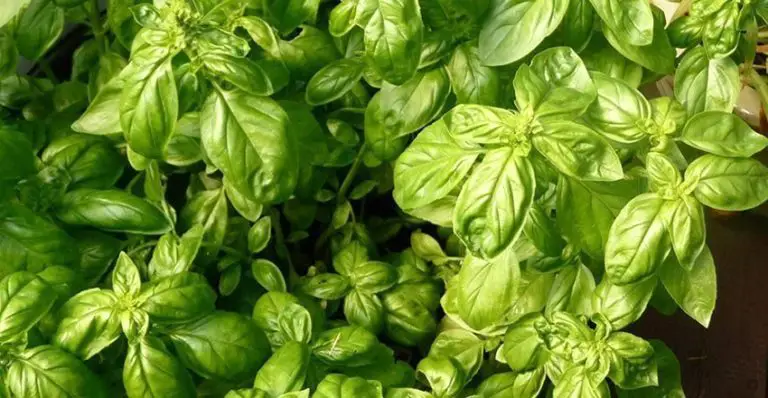 When and How to Pick Basil