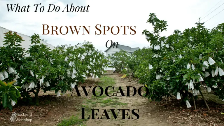 What to Do about Brown Spots on Avocado Leaves