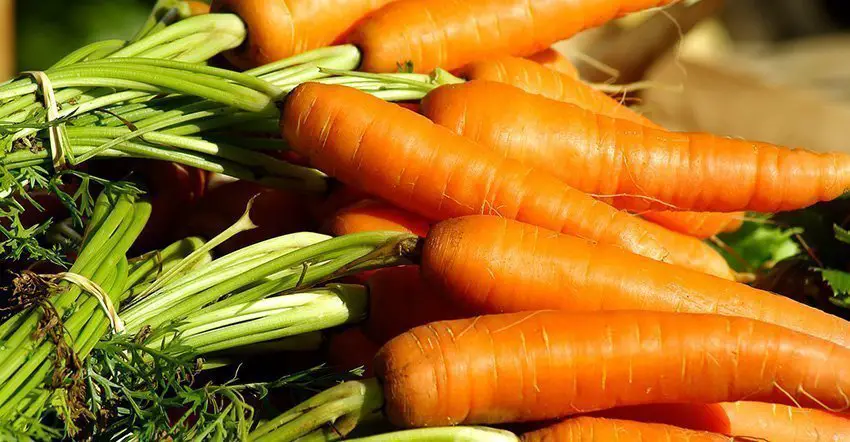 Carrots