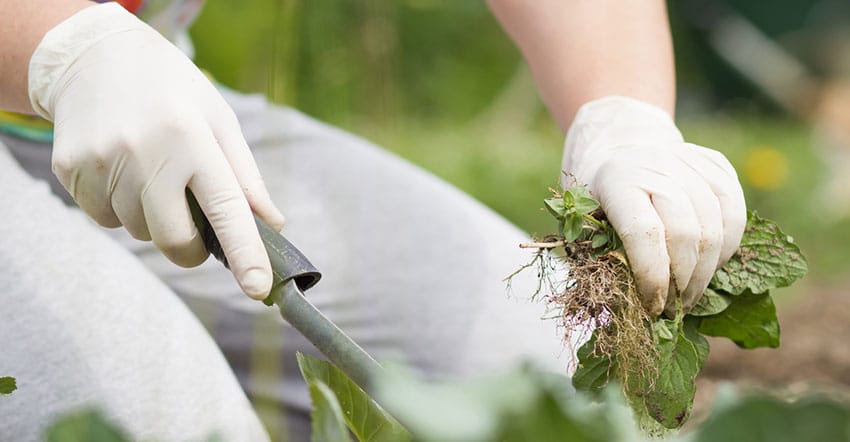 Chemical-Free Weed Removal