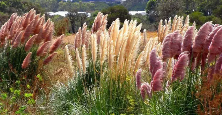 How To Kill Pampas Grass – The Best Things You Can Do!