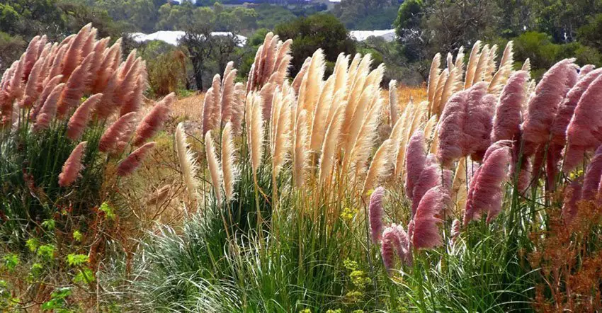 Pampas Grass