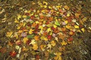 Autumn Leaves on Ground