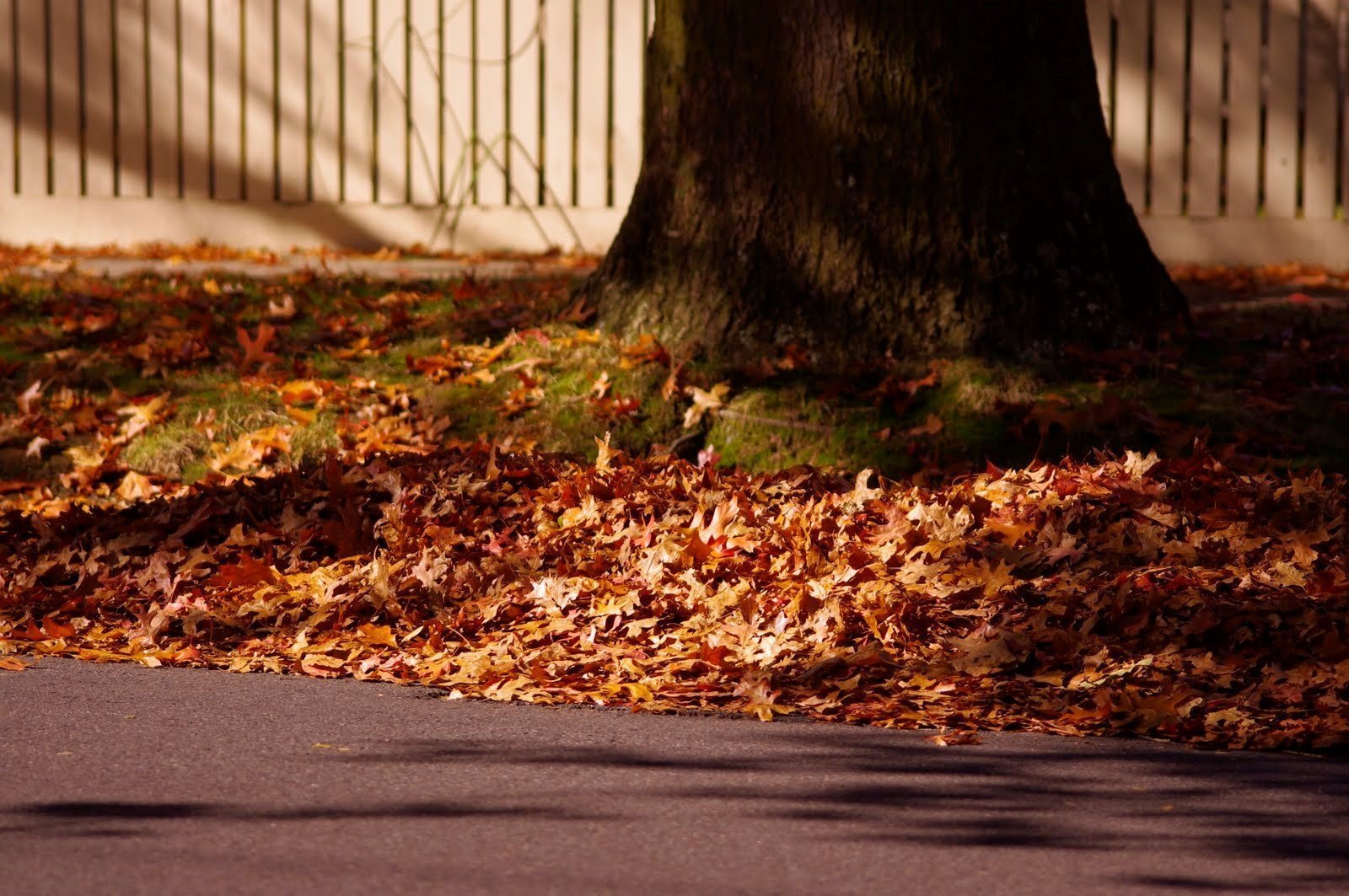 Leaves under tree on side of road