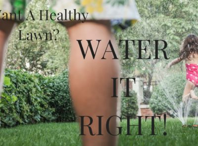 Want A Healthy Lawn? Water It Right