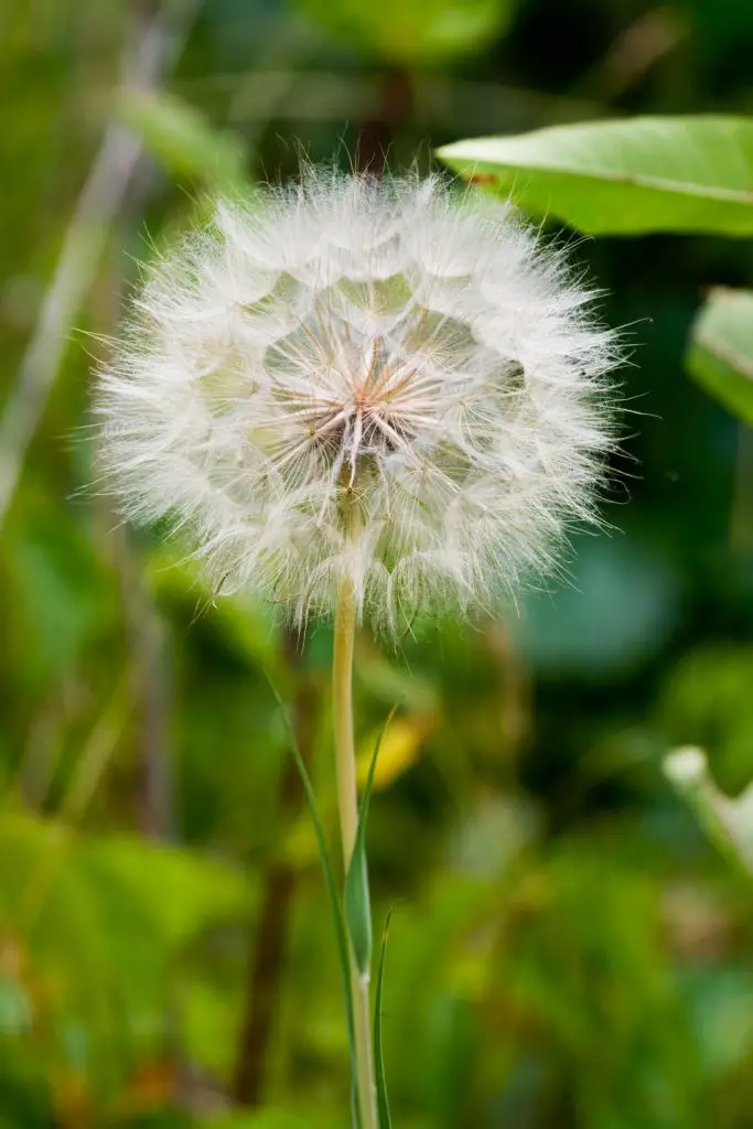 dandelion