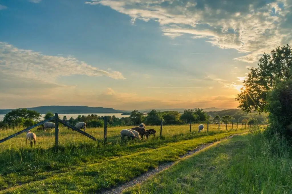 fenceline