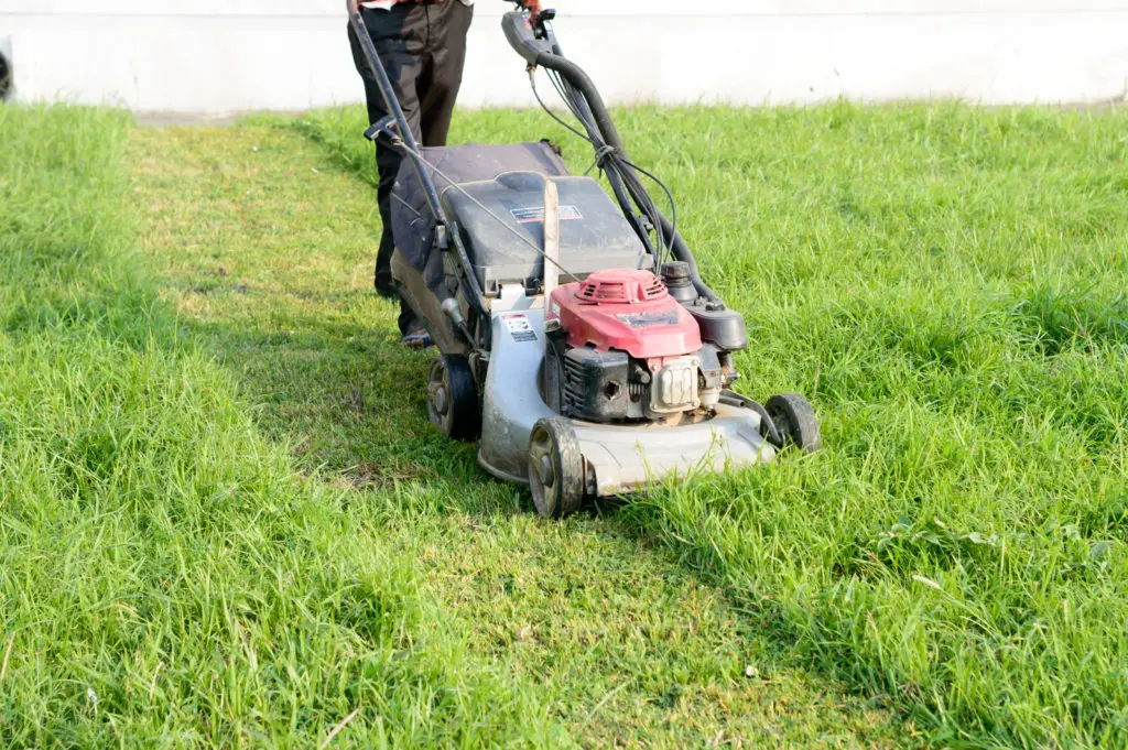 Make sure you overlap the wheels when you cut - otherwise you will leave lines in the grass.