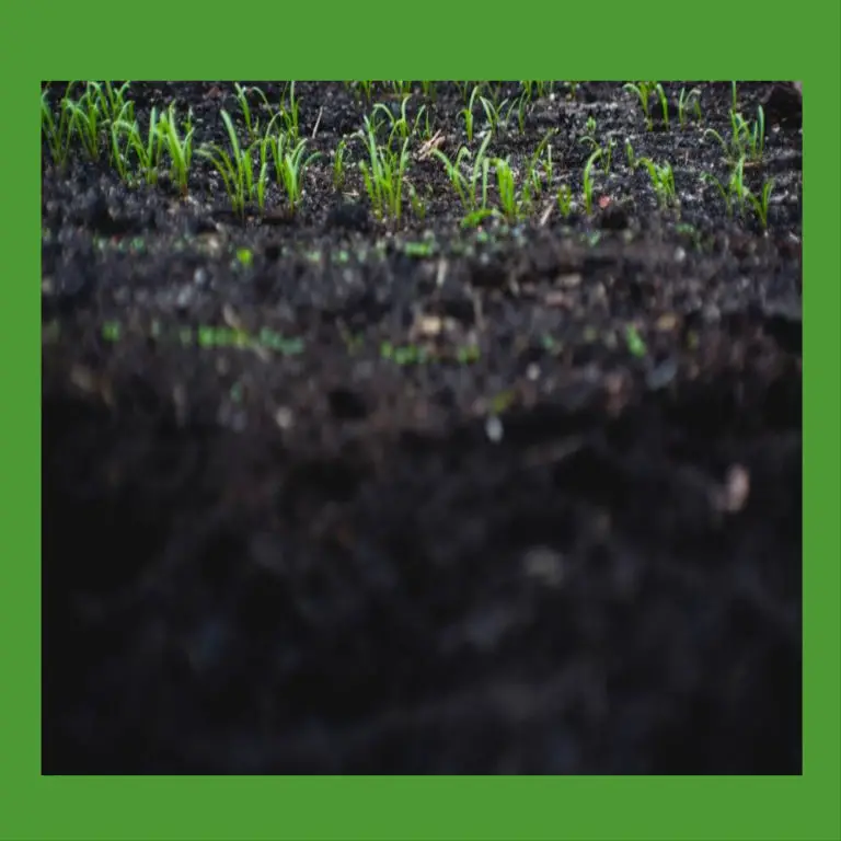 How Long After Planting Grass Seed Can You Walk On It or Mow It?