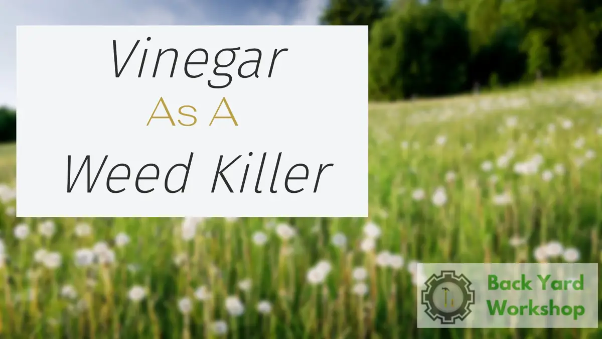 vinegar weed killer