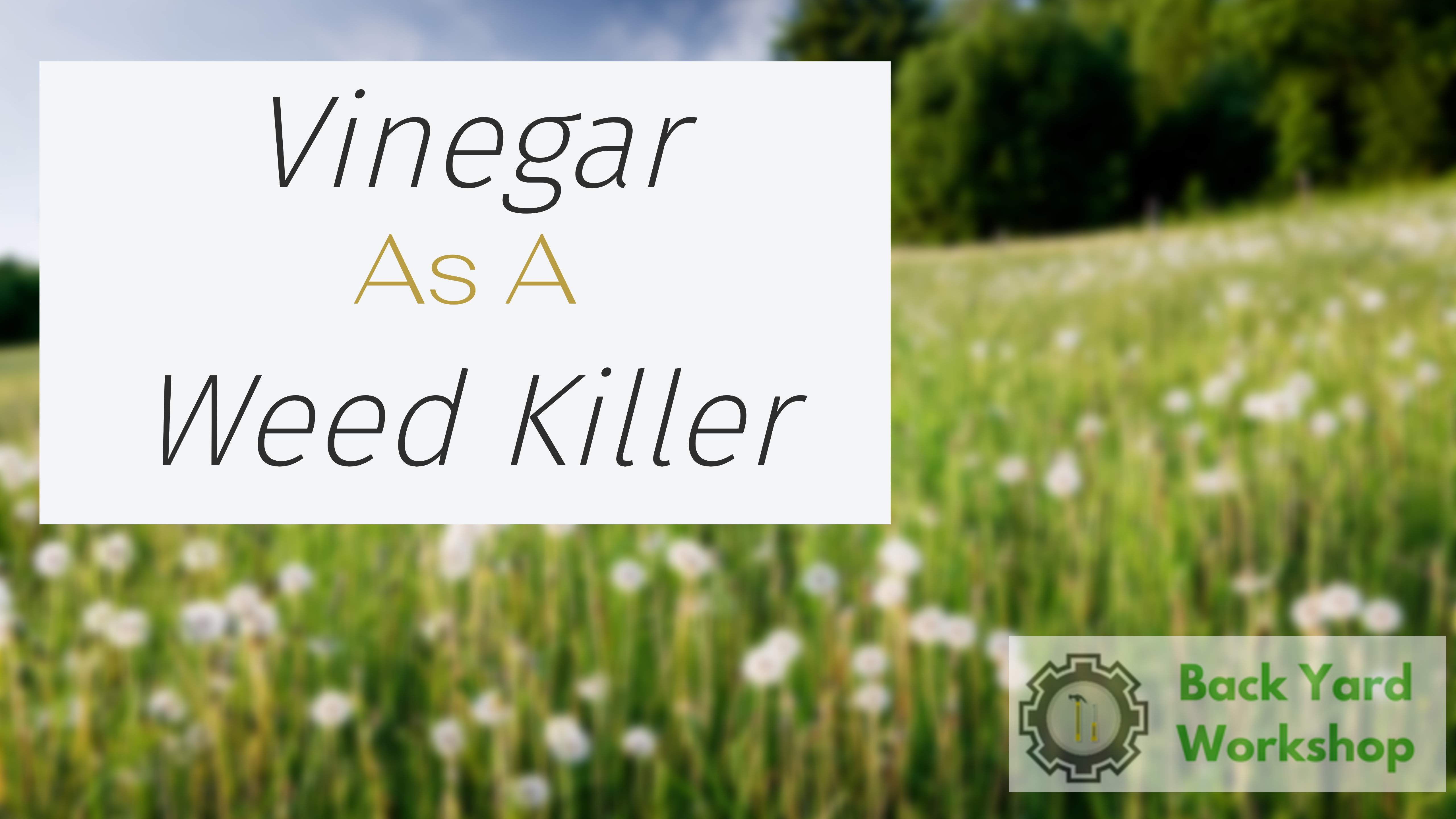 vinegar weed